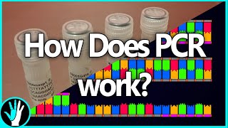 Everything You Could Want To Know About PCR