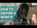 NEWFOUNDLAND DOG GROOMING // How to groom your Newfie Part 1