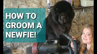 NEWFOUNDLAND DOG GROOMING // How to groom your Newfie Part 1