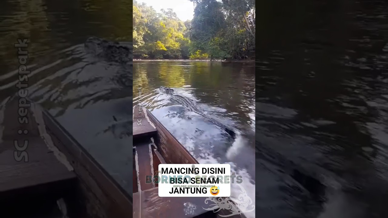 Gagal Mancing, Sungai di Penuhi Dengan Predator Buaya 