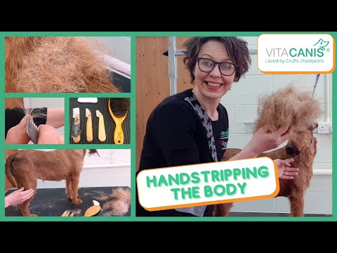 HAND STRIPPING YOUR TERRIER - HOW TO HAND STRIP THE BODY