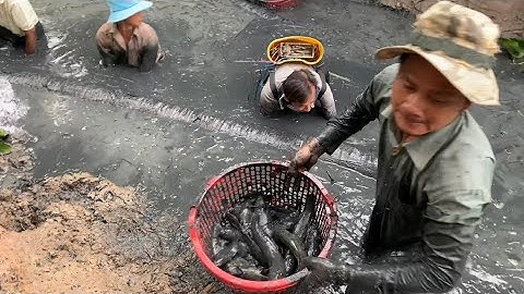 Mùa Tác Đìa Cá Đồng Ở Cà Mau : Phần.1 - TVQT.605