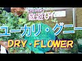 【ドライフラワー】庭のユーカリ・グニーを使ってドライフラワーを作りました。