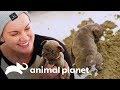 ¡Amanda lleva cachorros a la playa! | Amanda al rescate | Animal Planet