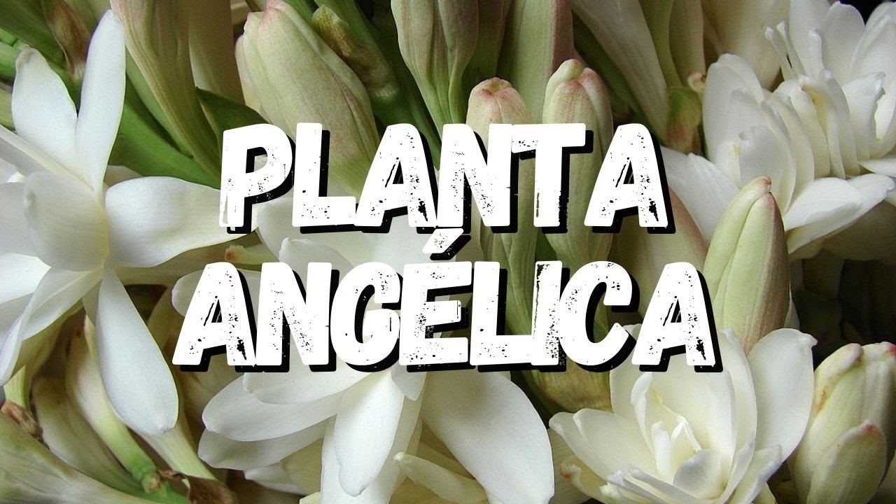 Planta Angélica: Saiba Tudo Sobre Essa Planta - thptnganamst.edu.vn