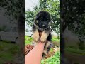German Shepherd proper double coat male puppy Gayatri pet shop pandharpur &amp; pune 9529626115