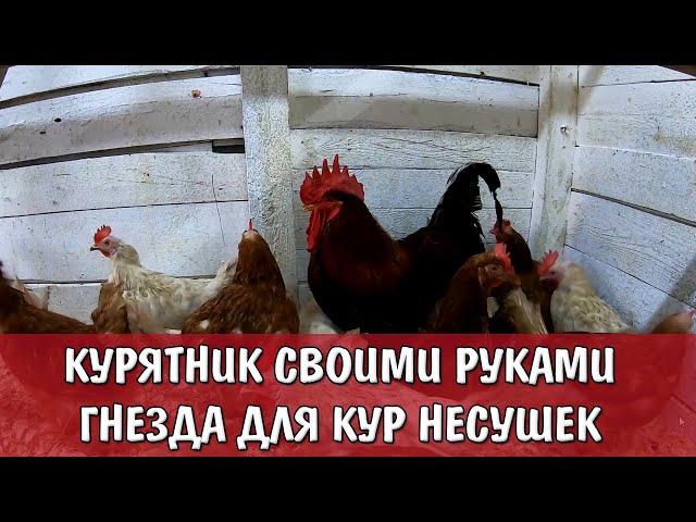 Как построить небольшой курятник на 10-20 кур своими руками?