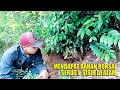berburu bahan bonsai di alam liar yang sudah semakin langka || by bonsai pemula