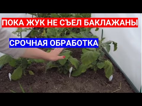 КОЛОРАДСКИЙ ЖУК ЕСТ БАКЛАЖАНЫ - КАК ЗАЩИТИТЬ БАКЛАЖАНЫ ОТ КОЛОРАДСКОГО ЖУКА