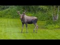 Alaska Young Bull Moose July 12 2025 Alaska Young Bull Moose July 12 2025