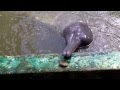 Pink dolphin flips a rock off its nose then gives me the rock