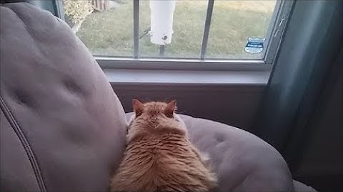 Update To Make a Easy Cheap DIY PVC Pipe Small Birds Feeder Squirrel Grackle Proof Cat Leo Watching