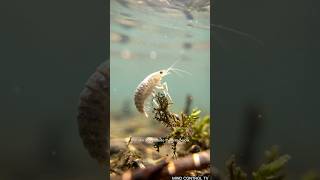This Parasite Makes Tiny Crustaceans Swim Toward Death