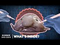 Whats inside a blobfish  whats inside  science insider