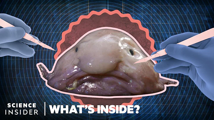 What's Inside A Blobfish | What's Inside? | Science Insider - DayDayNews