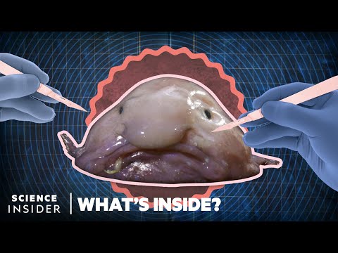 Video: Hur bobbar man fisk?