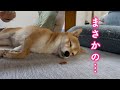 愛犬のお昼寝中に大好きなおやつを目の前に置いてみたら反応が面白すぎました