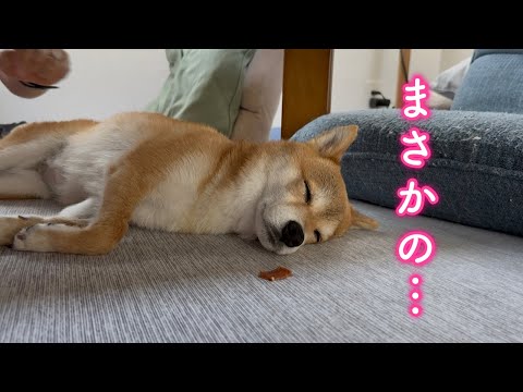 愛犬のお昼寝中に大好きなおやつを目の前に置いてみたら反応が面白すぎました
