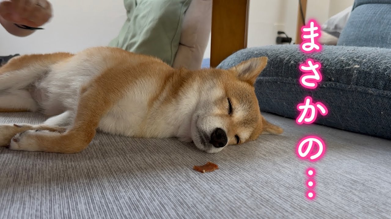 I put my dog's favorite treat in front of him while he was taking