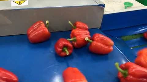 Peppers Grading Line - Lateral Discharge