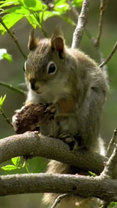 Explore Nature Now Nature Documentaries Wild Rodent Ardilla Squirrell Rodent #explorenaturenow