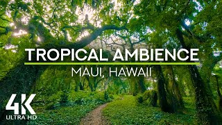 8 HOURS Tropical Ambience  Exotic Birds Chirping in Tropical Forest  Nature Sounds  4K UHD