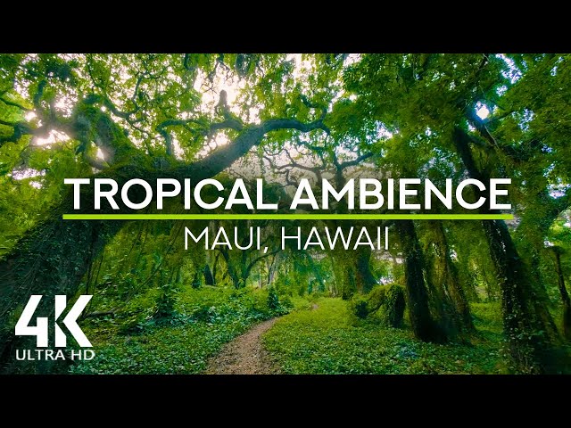 8 HRS Tropical Ambience - Exotic Birds Chirping in Tropical Forest - Nature Soundscape - 4K UHD class=
