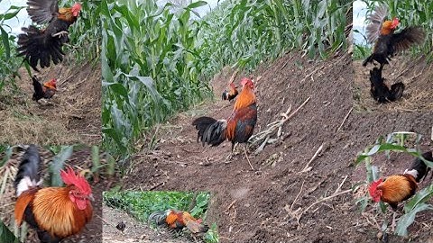 Gà rừng đi nương.qaib qus mus ua teb