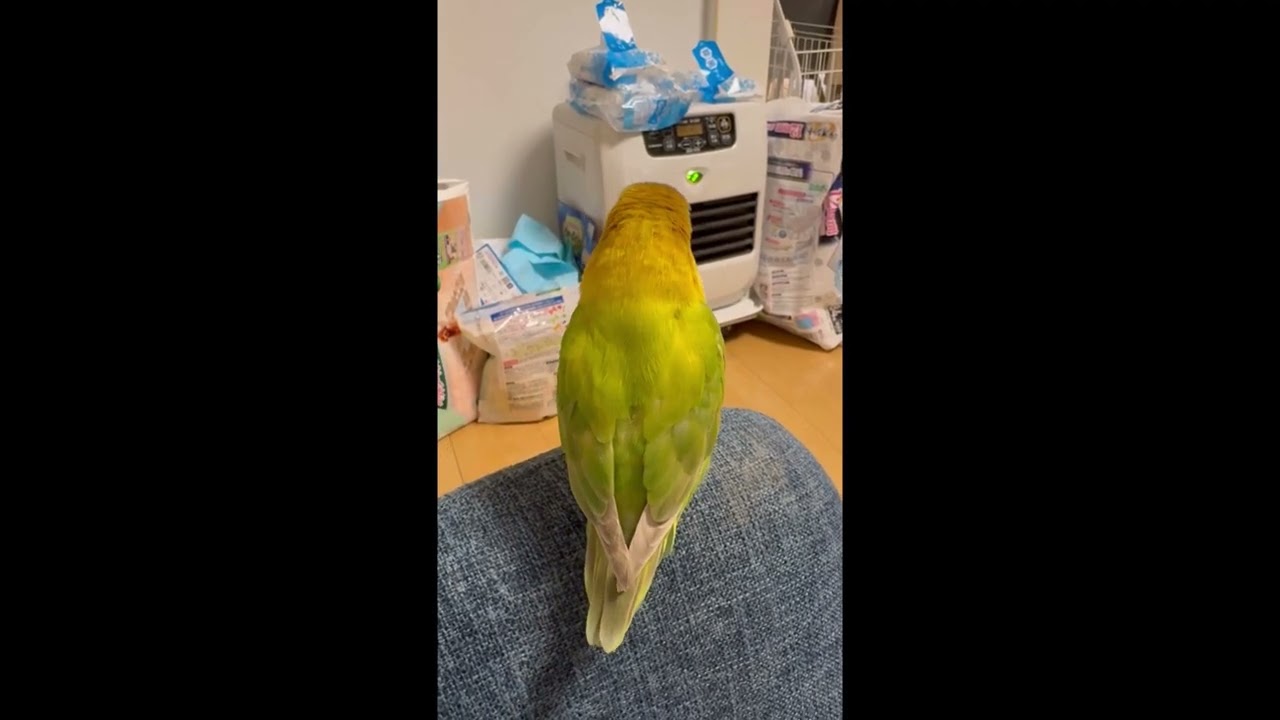 オカメインコぷりんちゃんボタンインコころんちゃん近況