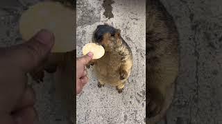 Groundhog Eating Chips 🦫♥️