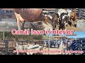 14/06/2021 #primeira vez na feira de gado de itapororocaimperdível ótimos preços 😱 👍!!!