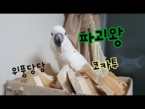 정반대 성격의 앵무새들의 파괴력 차이는?