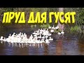 Гусята на пруду. [Жизнь в деревне]