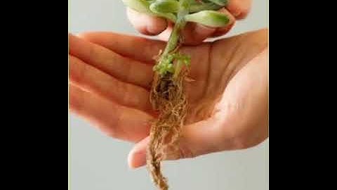 Class V (General Science) Lesson No. 8 “Adaptations” (Part 1) (Attachment in description box)