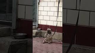 This Pug Couldn’t Stop Dancing To His Song! 😂❤️ This Pug Couldn’t Stop Dancing To His Song! 😂❤️