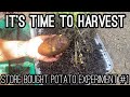GROWING STORE BOUGHT POTATOES IN 5 GALLON BUCKET HARVEST ! CONTAINER GARDENING REVEAL | MUST WATCH !