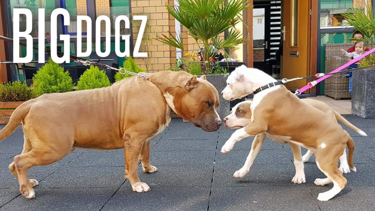 dogs in pitbull family