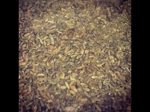 How to cook freekeh