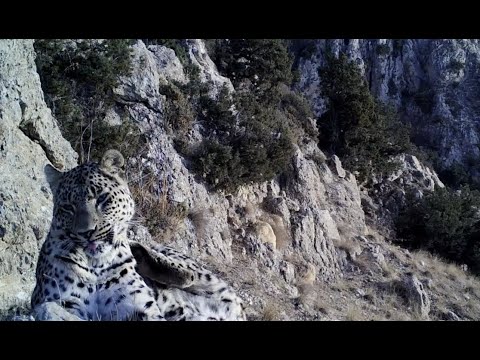 Hope for Caucasian Leopard survival after double sighting in Armenia