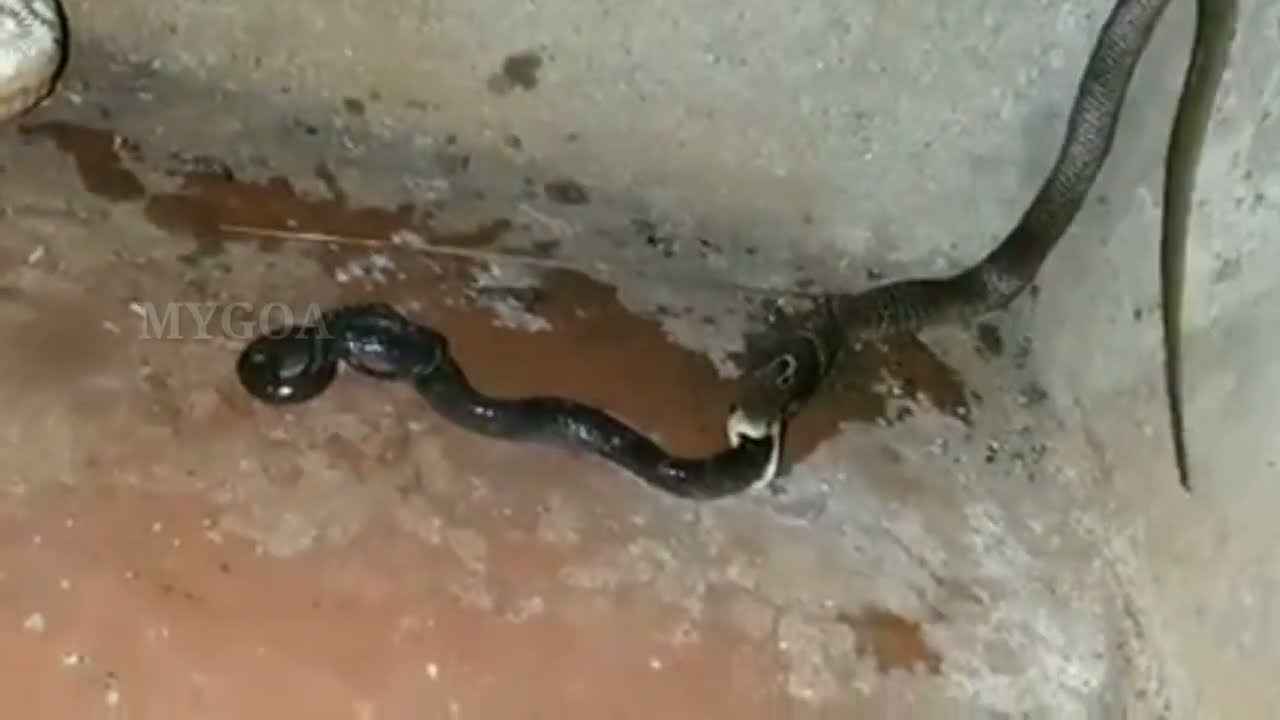 Snake eat Snake 😱😱 (mygoa)