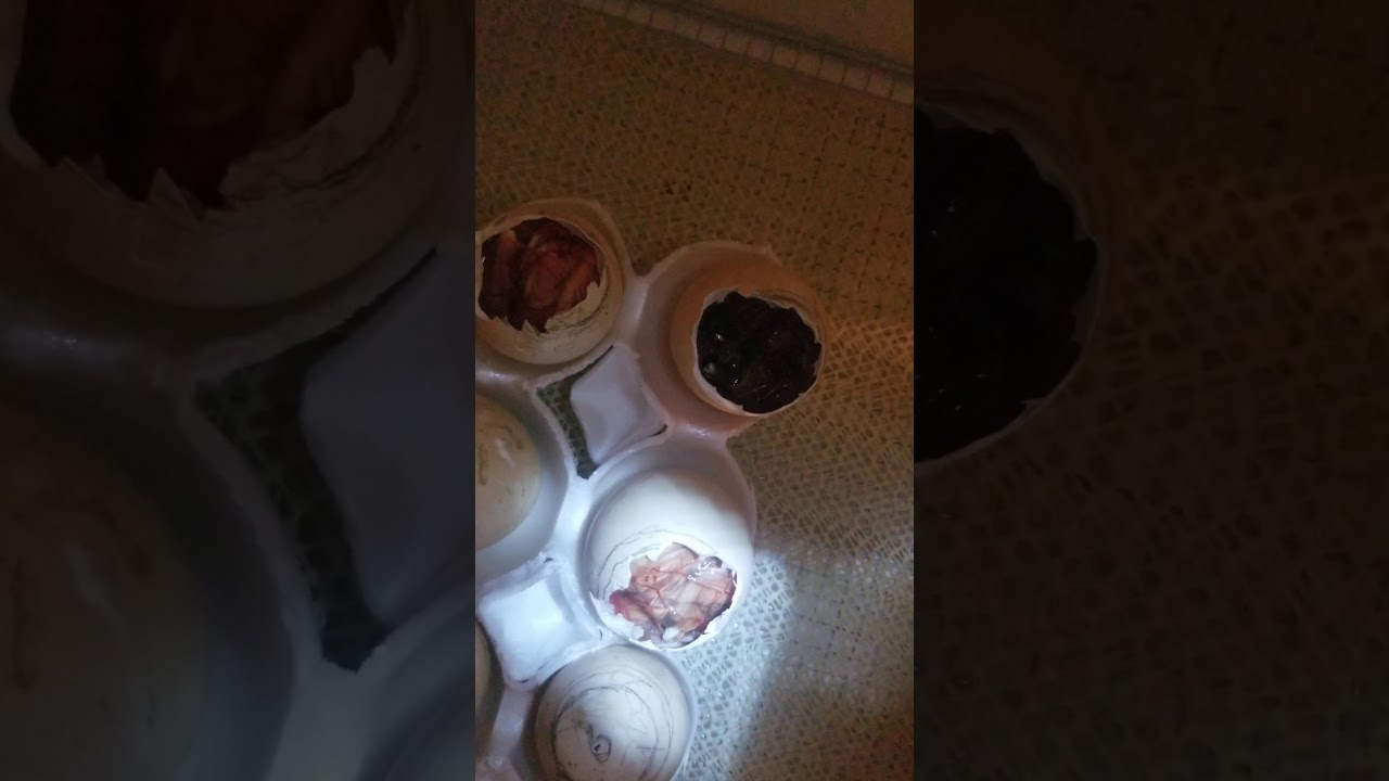 Helping shrink wrapped chicks YouTube