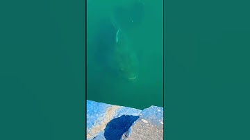 Wait until the end! The bird almost flew into the giant grouper’s mouth. #fishfrenzycrew #florida
