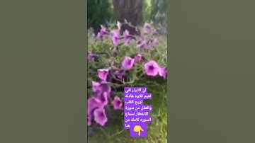 تلاوه هادئه تريح القلب والعقل من سورة الانفطار