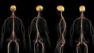 Unlocking The Secrets Of The Human Nervous System