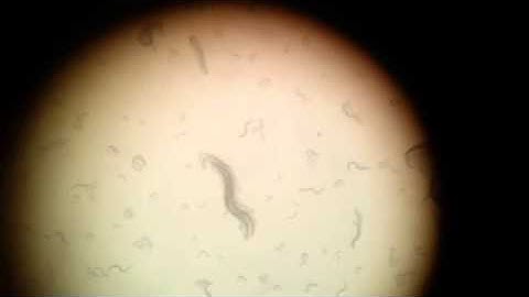 C. elegans (bli-1 mutation) @ NUSHS