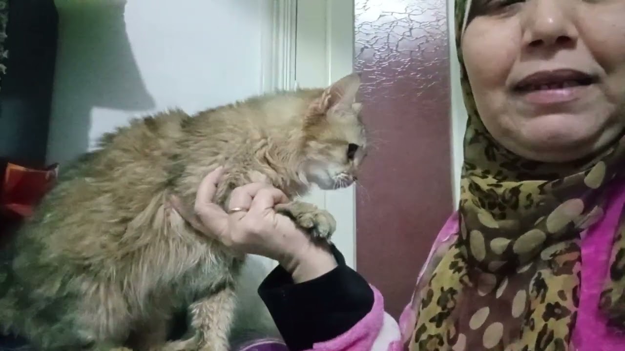 للاسف مش هتشوف تاني😥😾💔