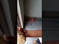 🤣 ¡Ya no sabemos si es Día 1 o Día 2 de Pepita! 🐥😵💫