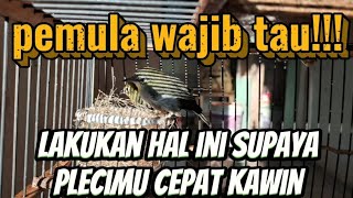 Tips perawatan burung pleci agar cepat kawin...