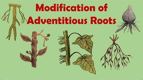 #Gettingtoknowthelifescience Modification Of Adventitious Roots