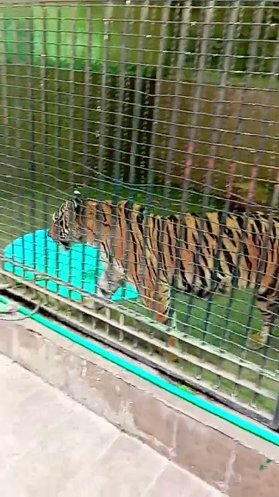 Stunning Giant Bengal Tiger 🐯 #shorts #viral #trending #funny #tiger #unfrezzmyaccount
